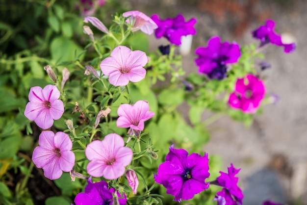 Petunia flowers growing in garden