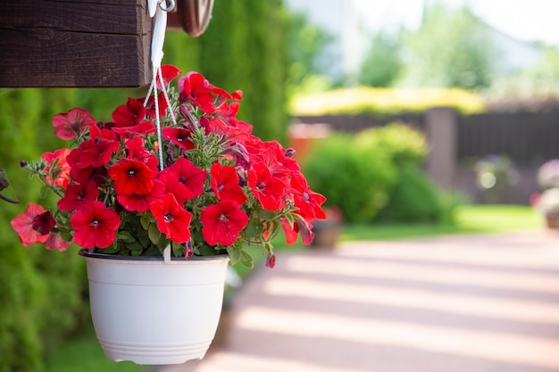 Petunia flowers in a pot