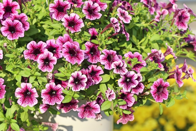 Petunia flowers for sale