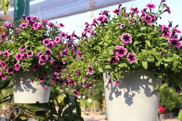 Petunia flowers for sale