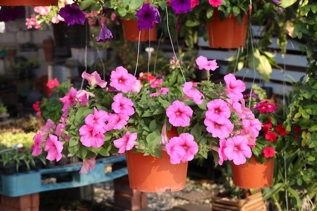 Petunia flowers for sale