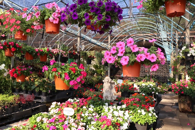 Petunia flowers for sale