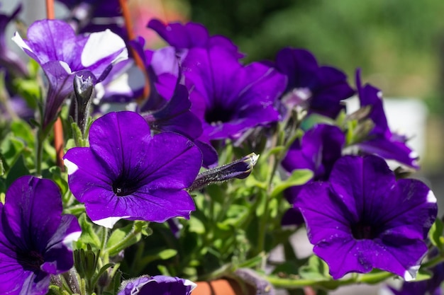 Petunia Petunias in the trayPetunia in the pot purple petuniax9