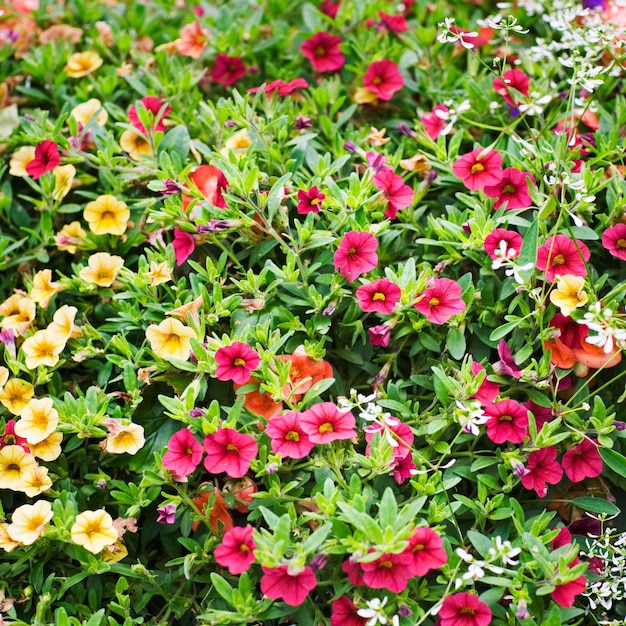 Petunia in red and yellow, background with beautiful summer flowers