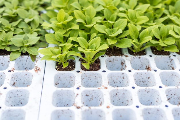 Petunia seedlings prepared to be replanted to pots