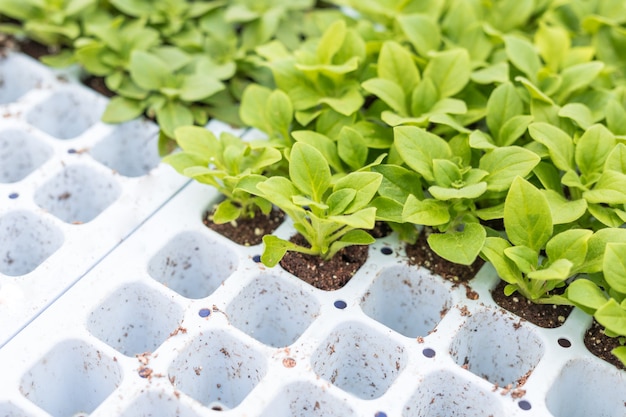 Petunia seedlings prepared to be replanted to pots