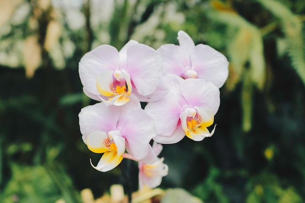 Phalaenopsis Moth orchids white and pink orchid