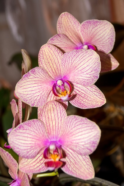 Phalaenopsis Orchid flower, Orchids is the queen of flowers in Thailand