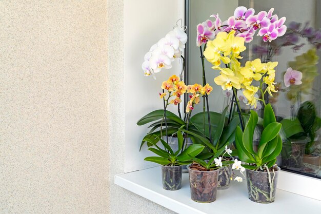 Phalaenopsis orchids in the interior Houseplants hobbies flower growing lifestyle