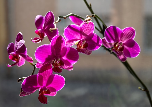 Phalaenopsis. Pink orchid blossoming at home