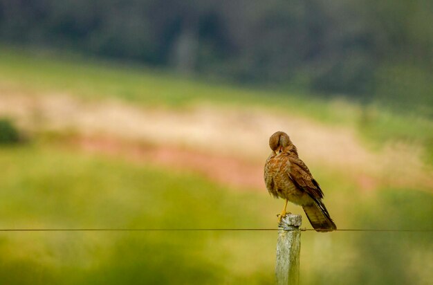 Phalcoboenus chimango - The chimango is a species of falconiform bird of the Falconidae family.