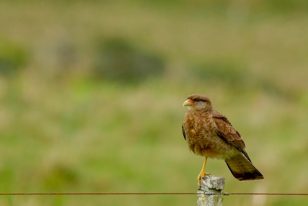 Phalcoboenus chimango - The chimango is a species of falconiform bird of the Falconidae family.