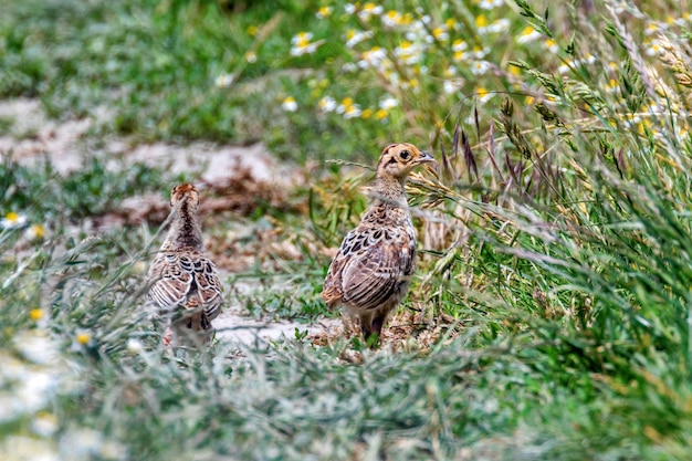 Pheasant Chick in a Field of Grass (Phasianus colchicus) 