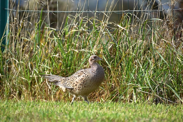 Pheasant female walking on a grass field Profile view phasianus colchicus