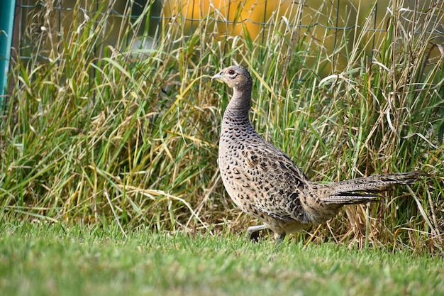 Pheasant female walking on a grass field Profile view phasianus colchicus