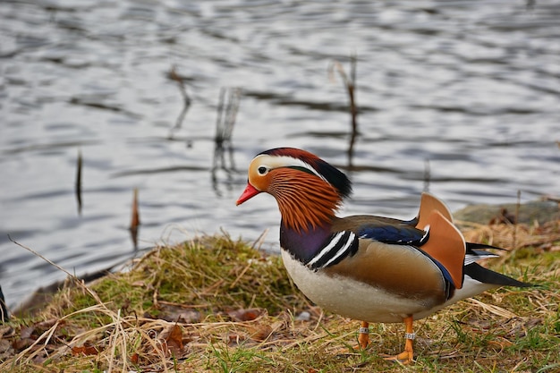 pheasant in the grass