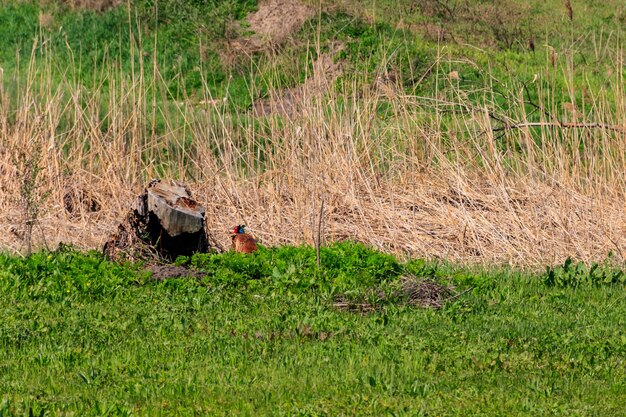 Pheasant in green grass on a meadow