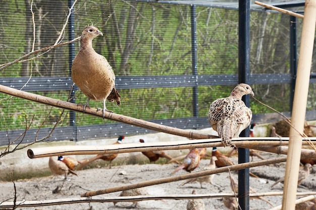 Pheasant hen