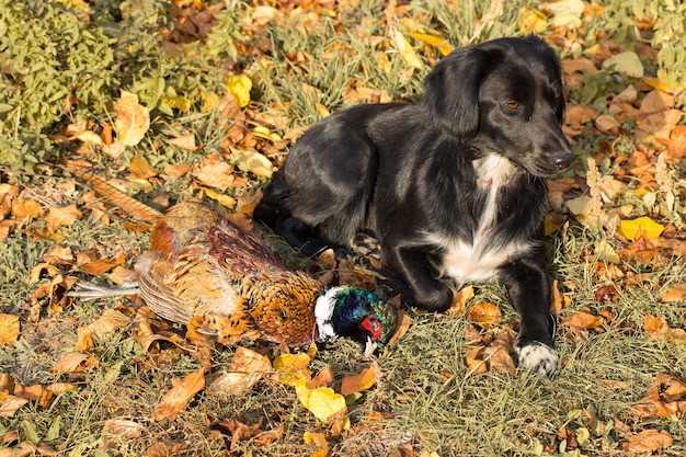 Pheasant hunting dog spaniel