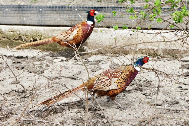 Pheasant male on birds farm