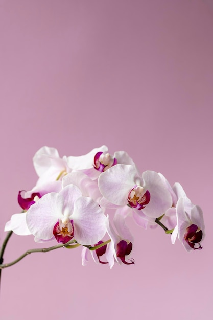 Phelaenopsis orchid Orchid flower on a pink background Selective focus closeup copy space