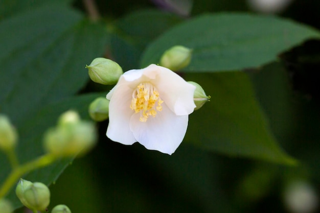 Philadelphus they are named mockorange in reference to their flowers which in wild species look some