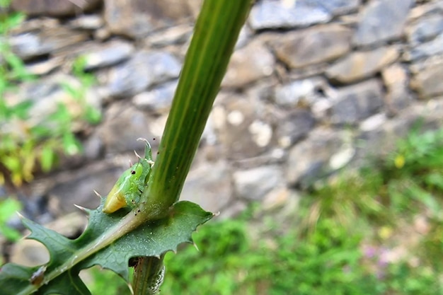 Philaenus spumarius newborn green and yellow