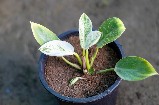 Philodendron birkin variegated plant in a pot