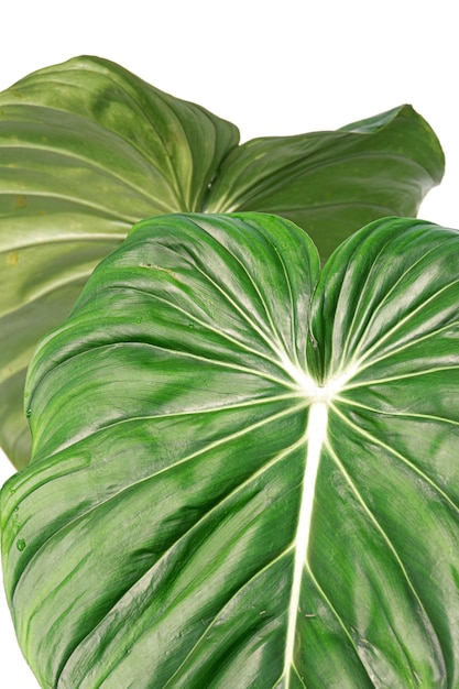 Philodendron dean mcdowell on white background