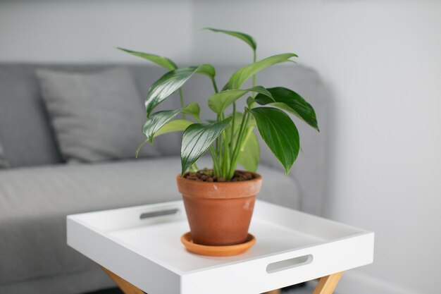 Philodendron Dragon Tail in clay pots orange in the living room