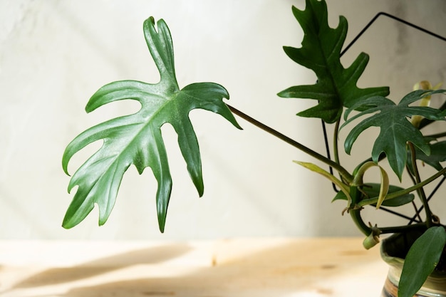 Philodendron Mayo in the interior of the house Carved leaves of a houseplant in a pot