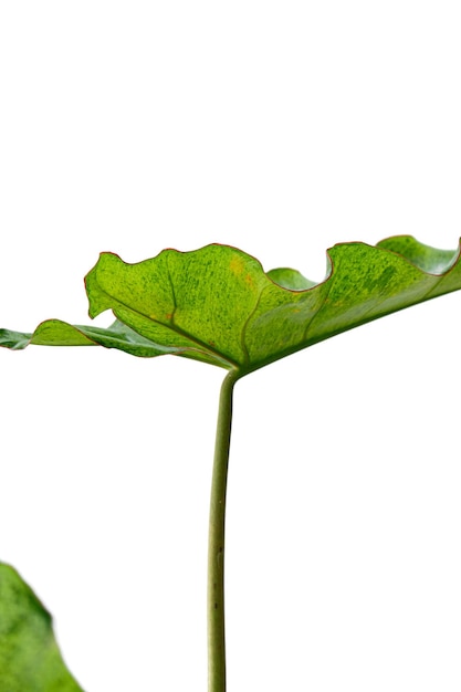 Philodendron paraiso verde is indoor plant on white background