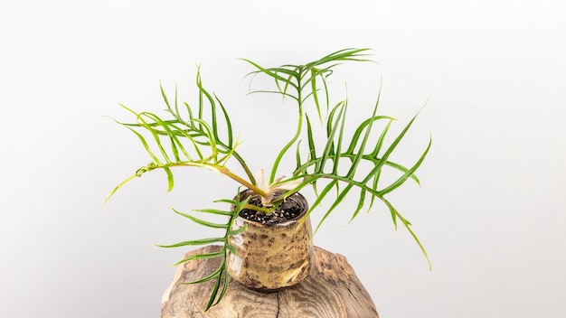 Philodendron Tortum plant with palm like leaves