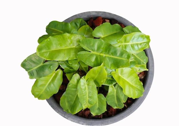 Philodendron with waterdrops growth in flowerpot on isolated