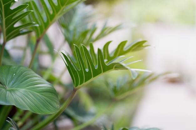 Philodendron xanadu Croat