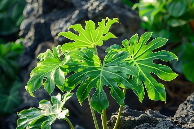 Philodendron xanadu leaf