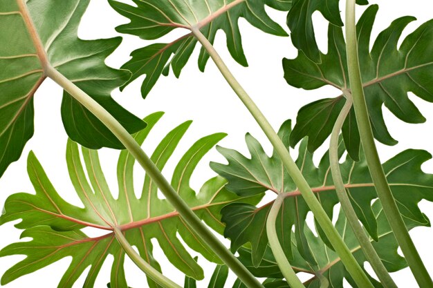 Photo philodendron xanadu, xanadu leaves  isolated on white background, with clipping path