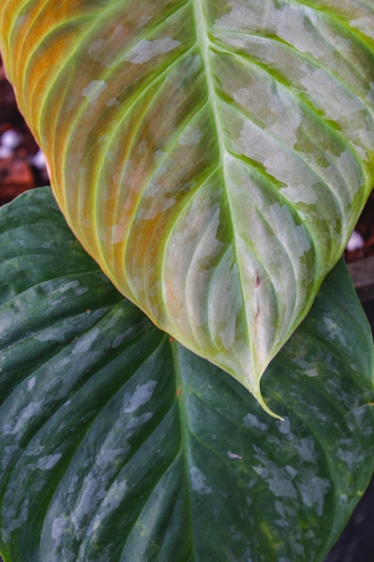 Philodenron majestic with closeup texture green leaf