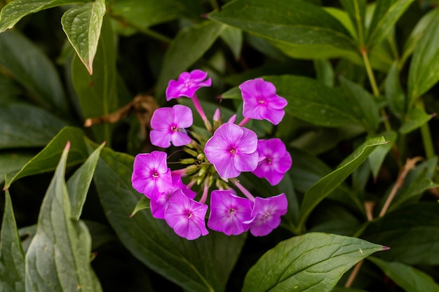 Phlox blooms in the garden