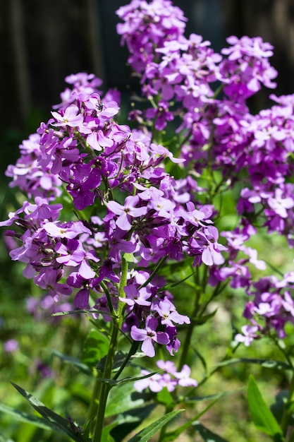 Phlox flower closeup in the summer Park