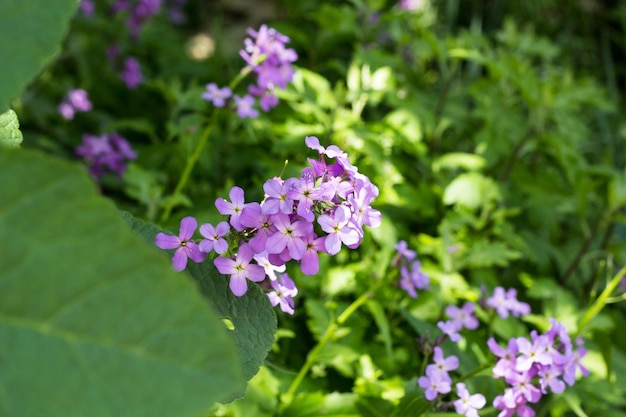 Phlox flower closeup