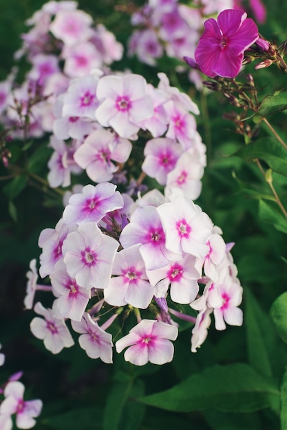 Phlox paniculata blossoming in a garden on sunny day