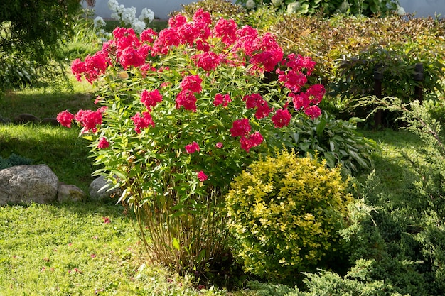 Phlox paniculata, fall phlox, garden phlox perennial phlox