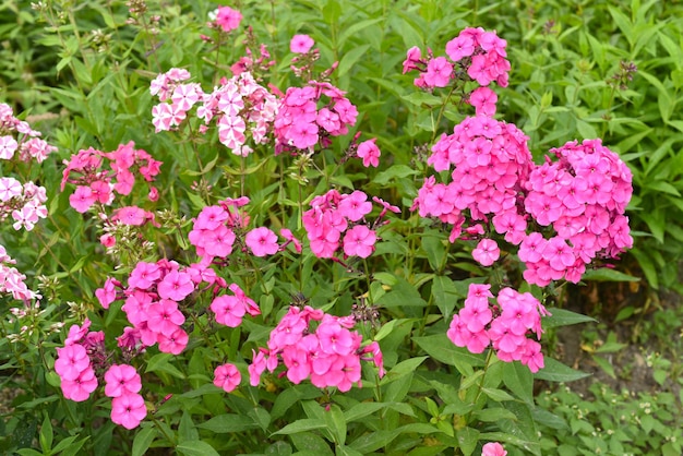 Phlox paniculata Pink flame garden Phlox