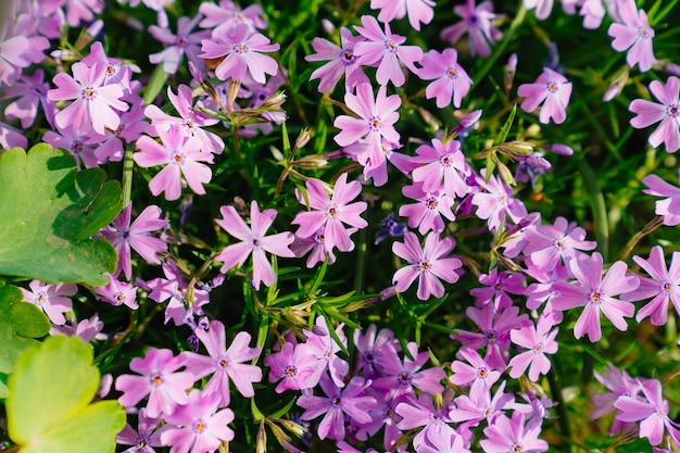 Phlox subulata beautiful lilac flowers ornamental garden plant