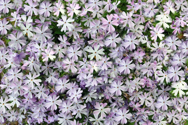 Phlox subulata flowers