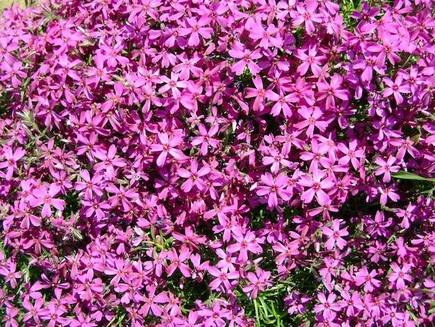 Phlox subulata moss phlox or mountain phlox flowers background purple flowers for background top vie...