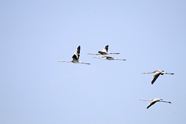 Phoenicopterus roseus - The common flamingo is a species of phoenicopteriform bird 