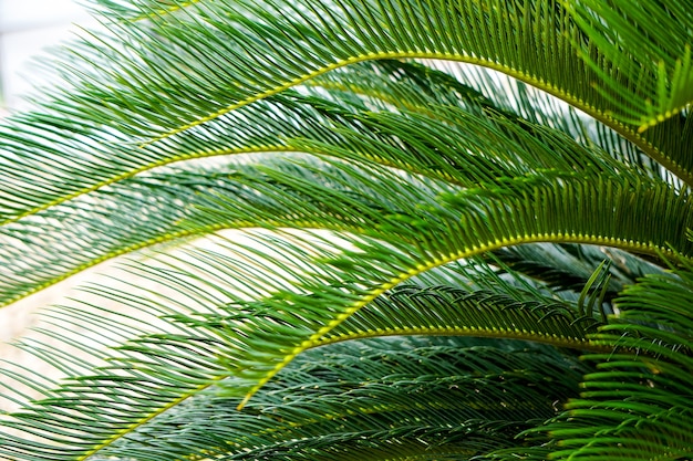 Phoenix roebelenii or pygmy date palm leaves pattern