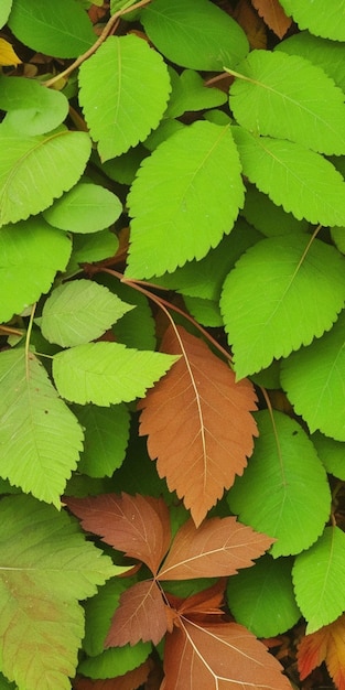 Phone background photo forest leaves